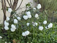 IMG_6655.jpeg