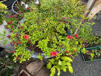 IMG_6696.jpeg