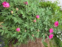 IMG_6692.jpeg