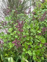 IMG_6690.jpeg