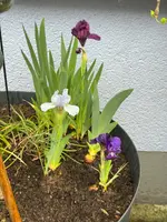 IMG_6681.webp