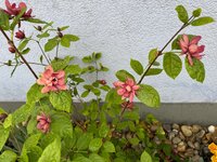 IMG_6680.jpeg