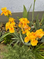 IMG_6676.jpeg