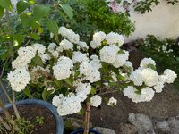 IMG_6654.jpeg