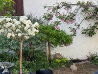 IMG_6649.jpeg