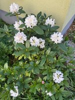 IMG_6624.jpeg