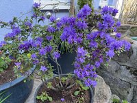 IMG_6622.jpeg
