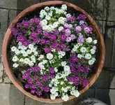 IMG_20250430_162623.webp