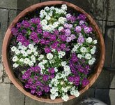 IMG_20250430_162623.jpg