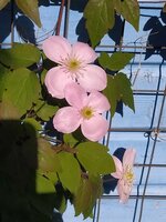 IMG_20250430_162018.jpg
