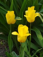 IMG_20250430_161909.jpg