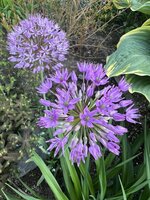 IMG_8479.jpeg