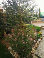 IMG_20250429_184040.jpg