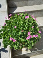 IMG_20250501_110036.jpg