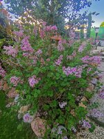 IMG_20250502_083946 (1).jpg