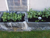 Garten 01.05 (9).JPG