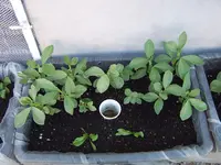 Garten 01.05 (7).webp