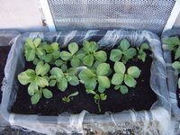 Garten 01.05 (8).JPG