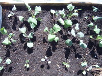 Garten 01.05 (11).JPG