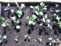Garten 01.05 (11).webp