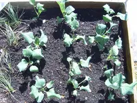 Garten 01.05 (14).webp