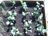 Garten 01.05 (14).JPG