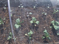 Garten 01.05 (15).JPG
