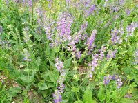 IMG_20250503_103559_1.jpg