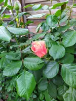 IMG_20250503_103508.webp
