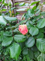 IMG_20250503_103508.jpg