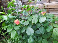 IMG_20250503_103500_1.jpg