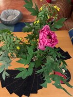 IMG_6709.jpeg