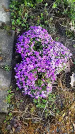 Blaukissen.webp