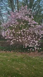 Sternmagnolie.webp