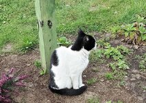 Miezekatze.jpg
