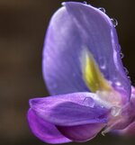 IMG_5552.JPG