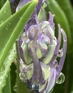 IMG_5666.JPG