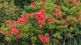 Azalee (2).webp