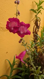 Bartfaden.webp