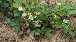 Erdbeerblüte.jpg