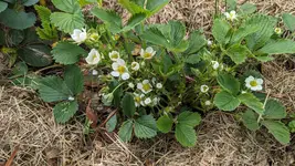Erdbeerblüte.webp