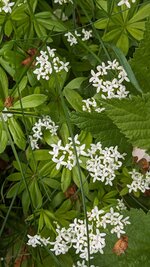 Waldmeister.jpg