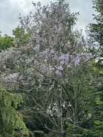 IMG_6733.jpeg