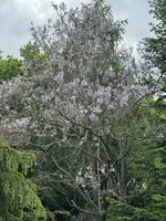 IMG_6733.jpeg