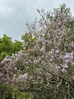 IMG_6738.jpeg