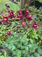 IMG_6731.jpeg