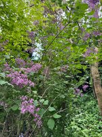 IMG_6730.jpeg