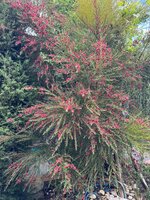 IMG_6729.jpeg
