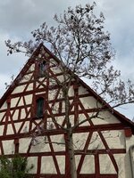 IMG_6726.jpeg