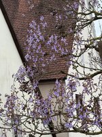 IMG_6715.jpeg